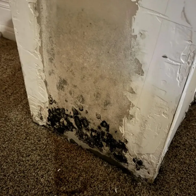 Professional Mold Removal in Little Elm, TX